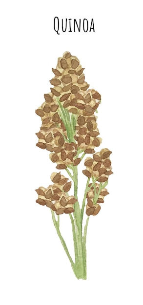 Watercolor seedlings quinoa. Quinoa plant illustration.  South America plant