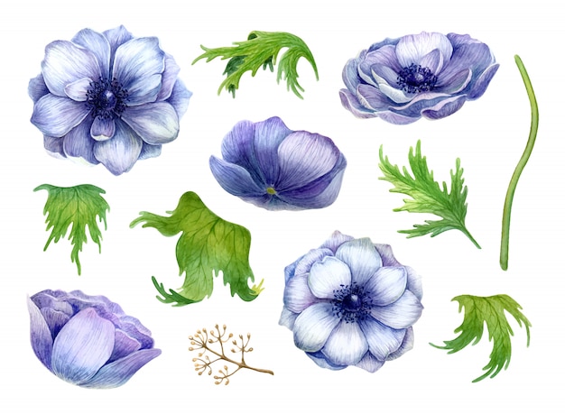 Watercolor set anemones blossom and leaves isolated on white background.