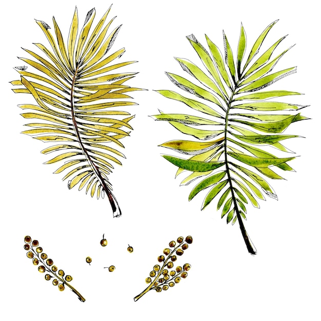 Vector watercolor set black liner fern green berries seeds