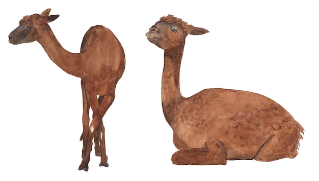 Watercolor set brown alpacas