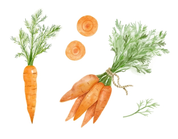 Watercolor set of bunch ripe carrots