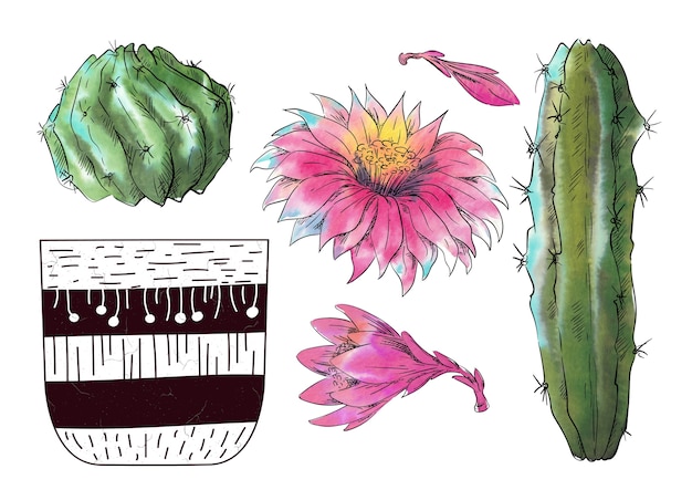 Vector watercolor set of cacti