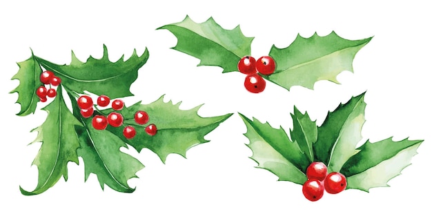 watercolor set of Christmas holly leaves