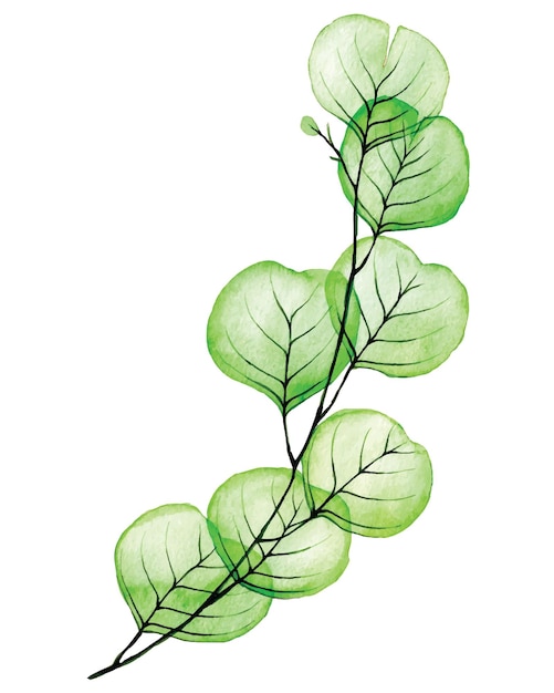 Acquerello set collezione di foglie di eucalipto trasparente disegno delicato in colori pastello