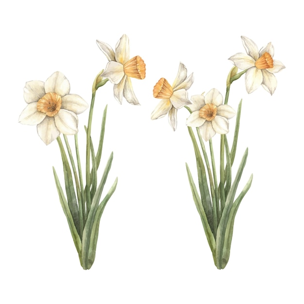 Watercolor set of delicate handpainted daffodil flowers Sketch on isolated background