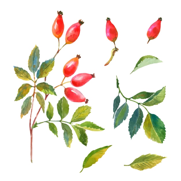 Watercolor set of dog rose, briar with red berries and green leaves.