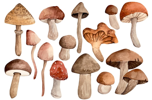 Watercolor set of forest mushrooms illustration