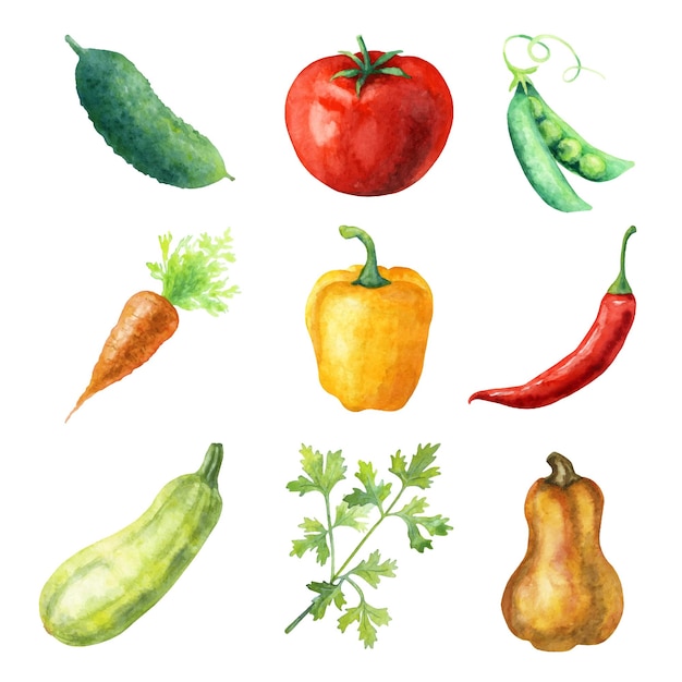 Watercolor set of fresh vegetables.