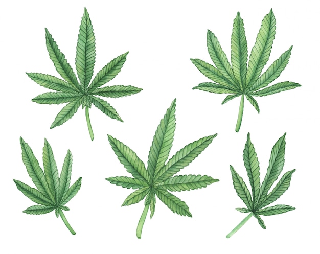 Vector watercolor set of green branch of big hemp and leaves