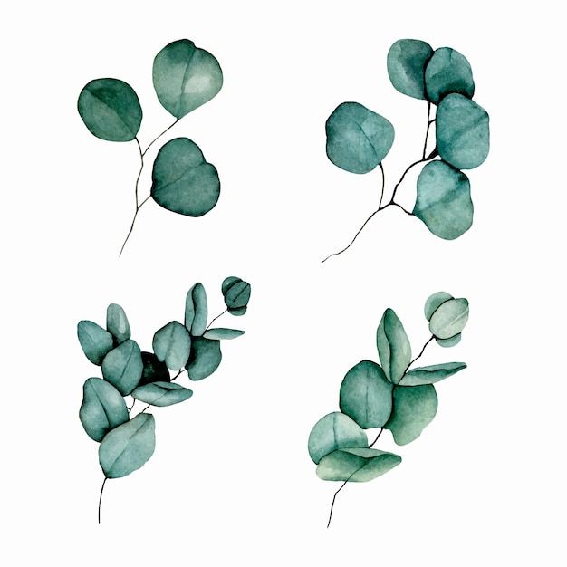 Vector watercolor set of green eucalyptus