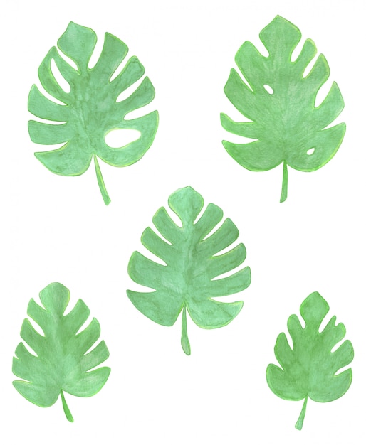 Vector watercolor set of green tropical monstera plant leaves