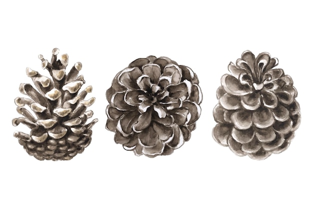 Watercolor set of hand drawn pine cones