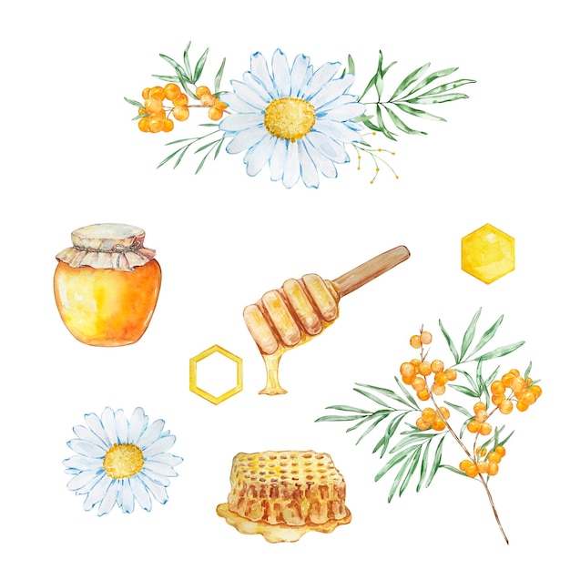 Vector watercolor set honey honeycombs and daisies