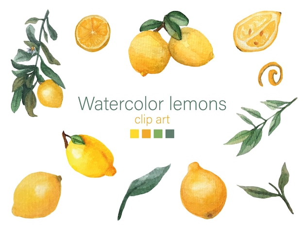 Watercolor set of lemon fruits hand draw illustration