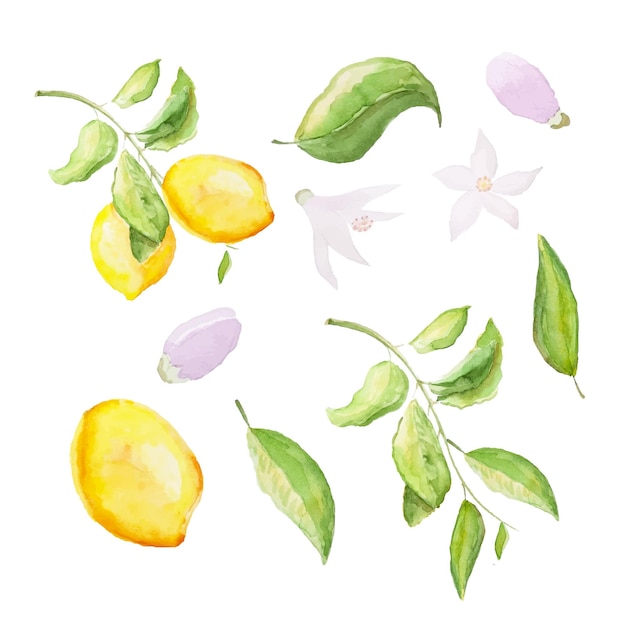 Watercolor set of lemons Lemon branch leaves and flowers