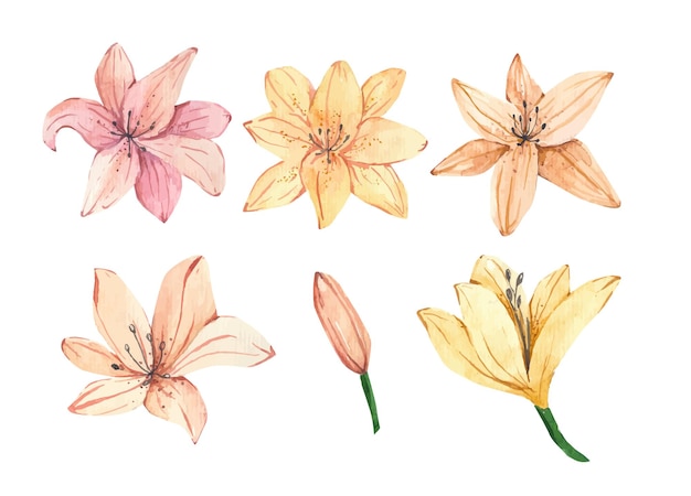 Vector watercolor set of lily flowers illustration