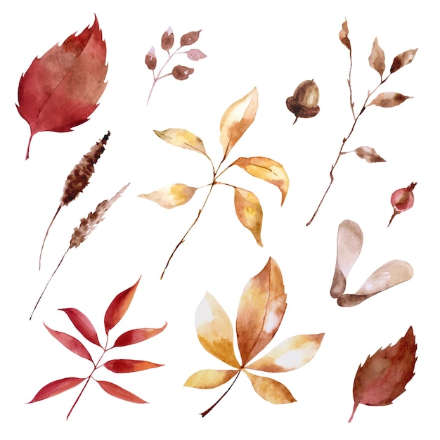 ベクトル 秋の植物の水彩画セット紅葉