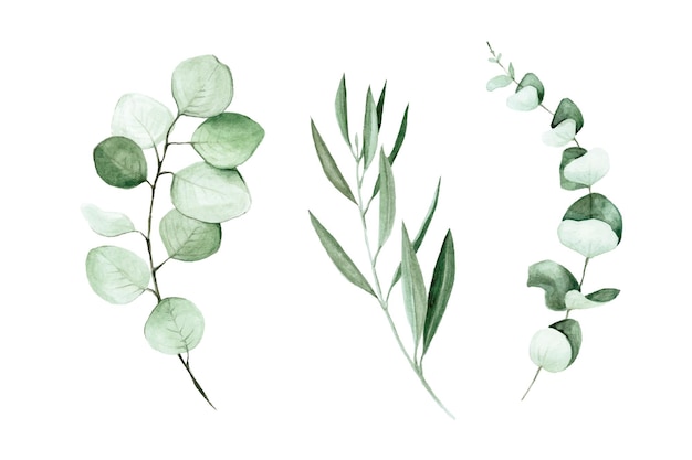 ベクトル ユーカリとオリーブの葉と枝の水彩セットクリップアート