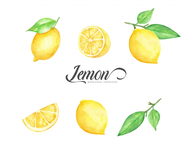 ベクトル 新鮮なレモンフルーツの水彩セット
