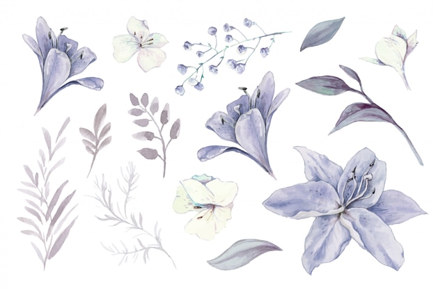 백합, 꽃 봉 오리와 잎의 수채화 세트