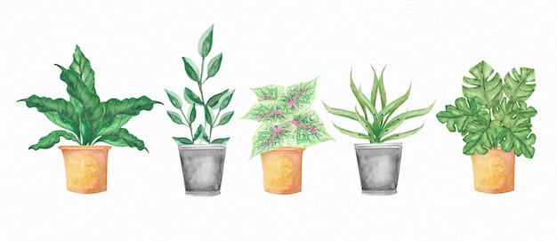 Акварельный набор растений в горшке