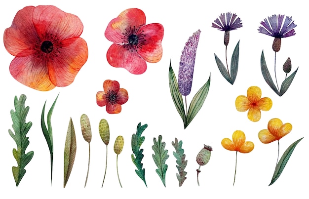 Vector watercolor set of poppy and cornflower wild flowers and herbs