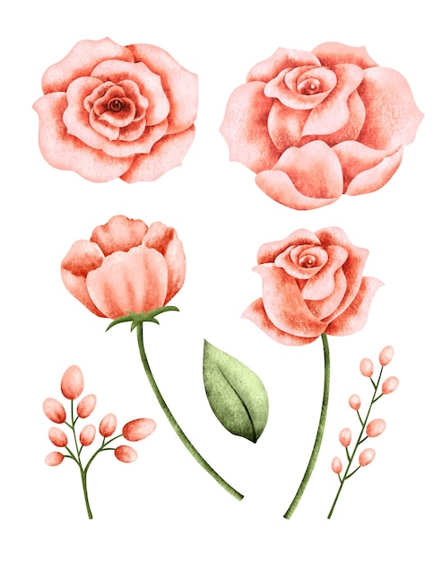 Watercolor set of Red rose