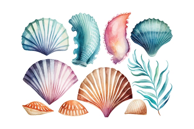 Watercolor set of seashells on white background Vector illustration desing