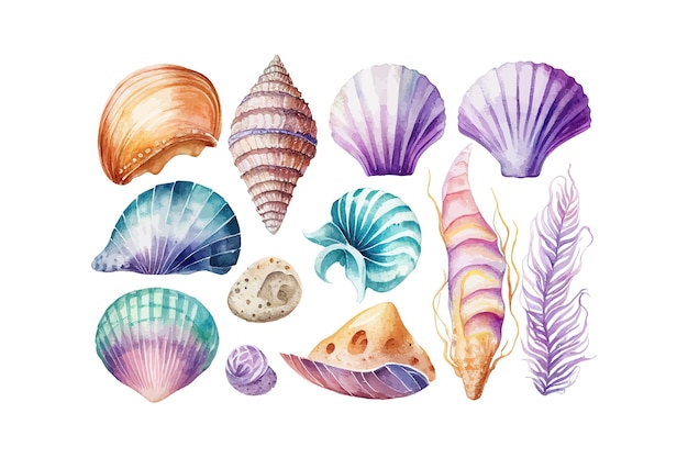 白い背景に貝殻の水彩セット ベクトルイラストデザイン