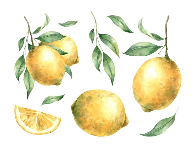 Watercolor set with juicy ripe lemons and leaves Illustration is hand drawn suitable