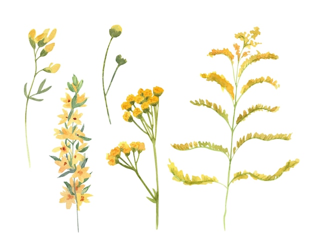 Watercolor set with yellow meadow or wild flowers