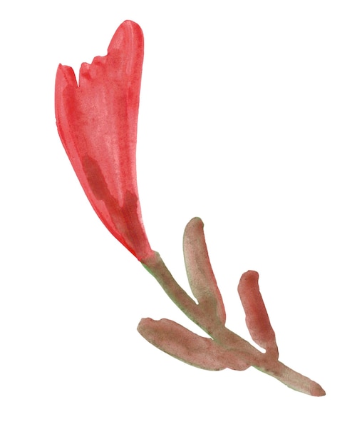 Vettore acquerello singolo fiore disegnato a mano illustrazione botanica pianta disegnata a mano per la decorazione
