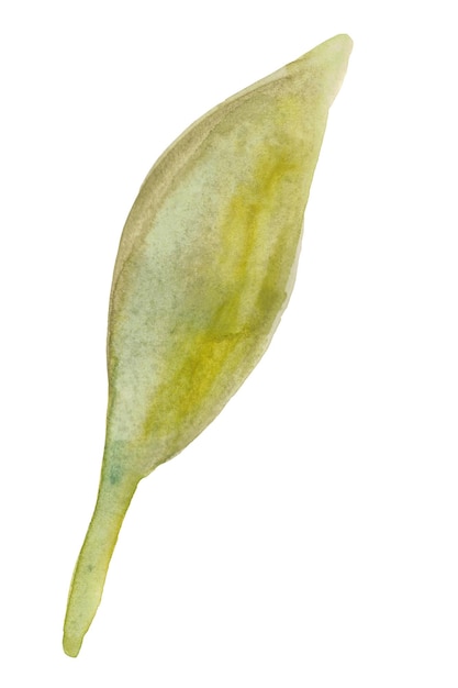 watercolor single leaf handdrawn botanical illustration handdrawn plant for decoration