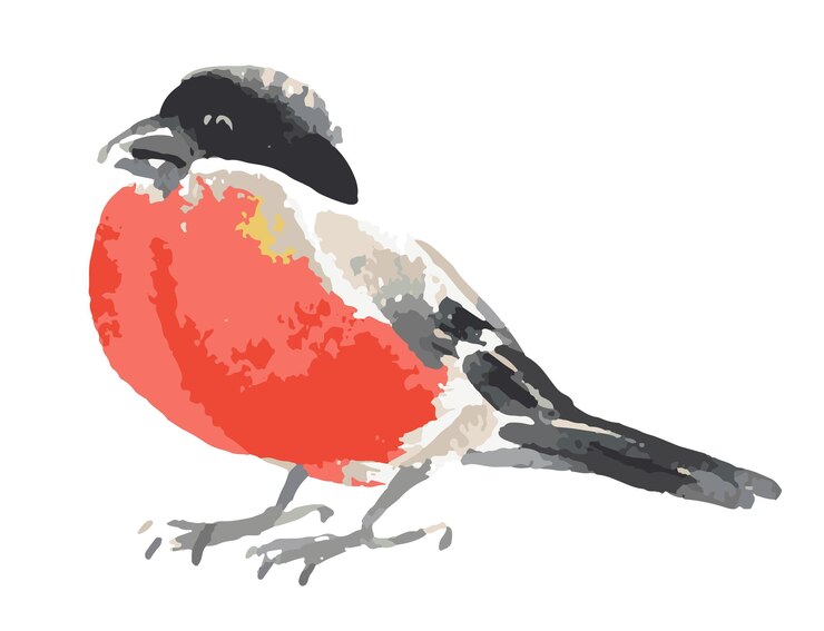 Vector watercolor sketch of bullfinch bird profile vector hand drawn illustration isolated on white