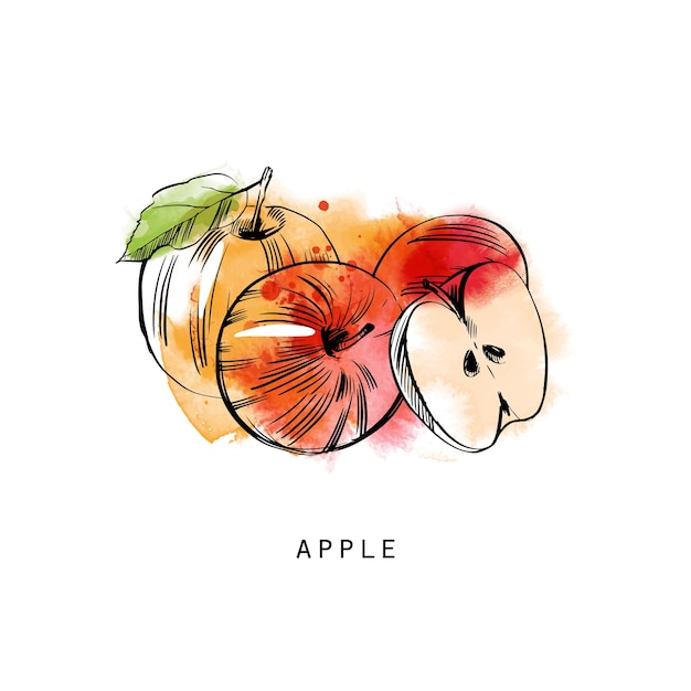 Vector watercolor sketch illustration of apple