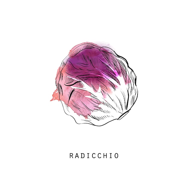 벡터 radicchio의 수채화 스케치 그림