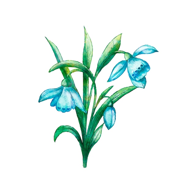 Vector watercolor snowdrop illustration