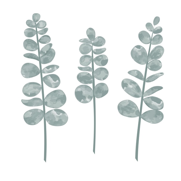 Vector watercolor sprigs of eucalyptus isolated vector