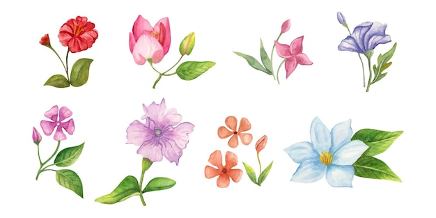 watercolor spring flower and leaves botanic elements collection