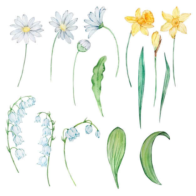 ベクトル 水彩の春の花、3 月、4 月、5 月の誕生花のプリントやポストカードのデザイン