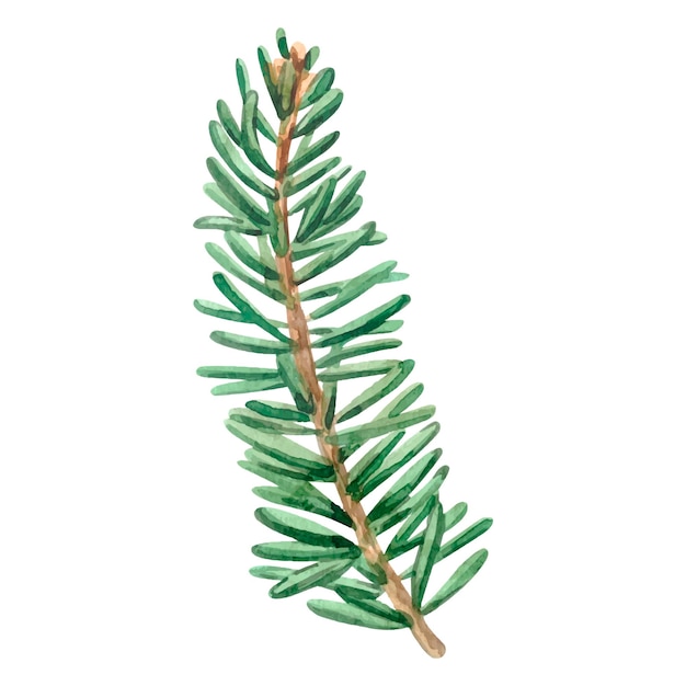 Watercolor spruce branch. Evergreen element clipart. Winter nature illustration