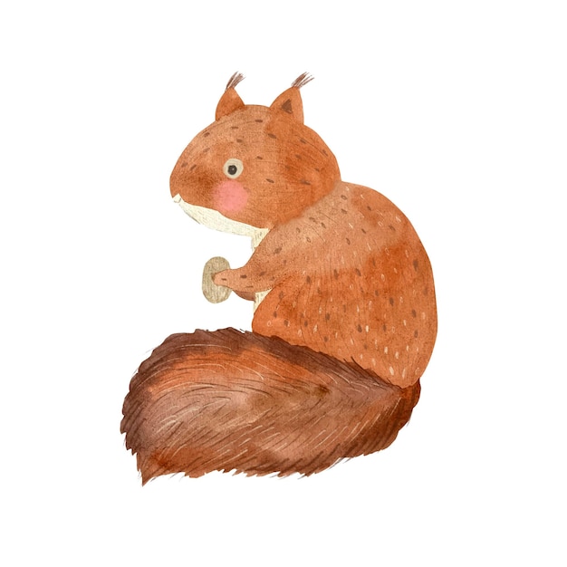 Vector watercolor squirrel illustration for kids