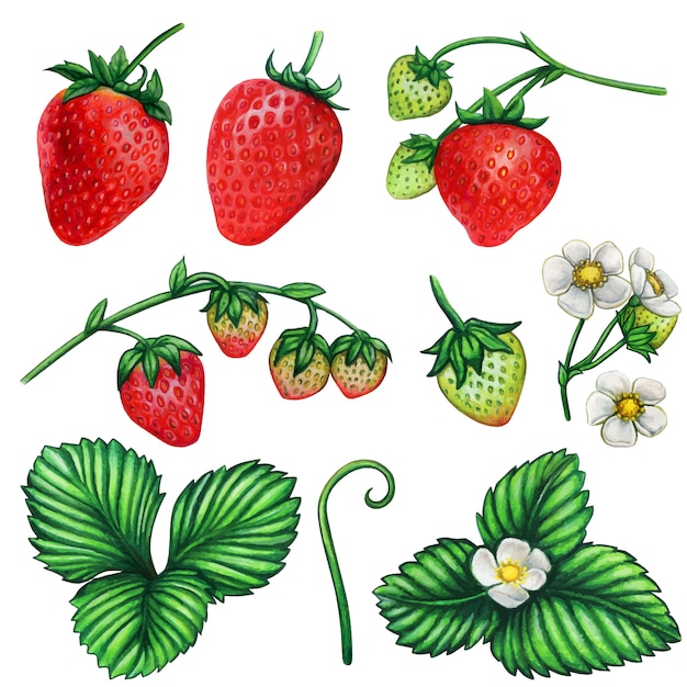 Vector watercolor strawberry botanical illustration set