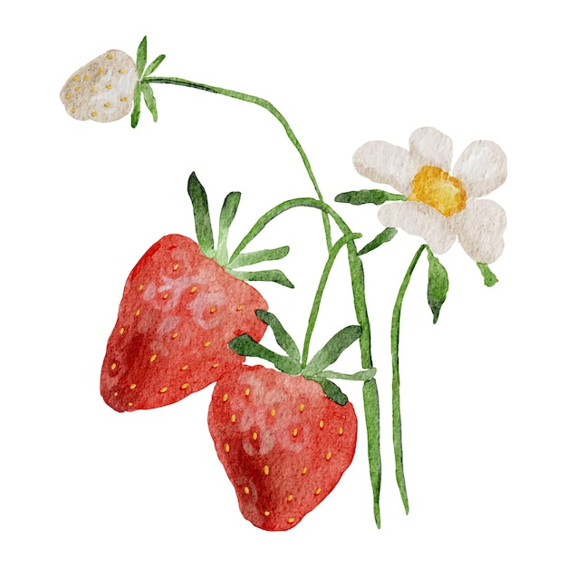 Watercolor strawberry fruits summer food