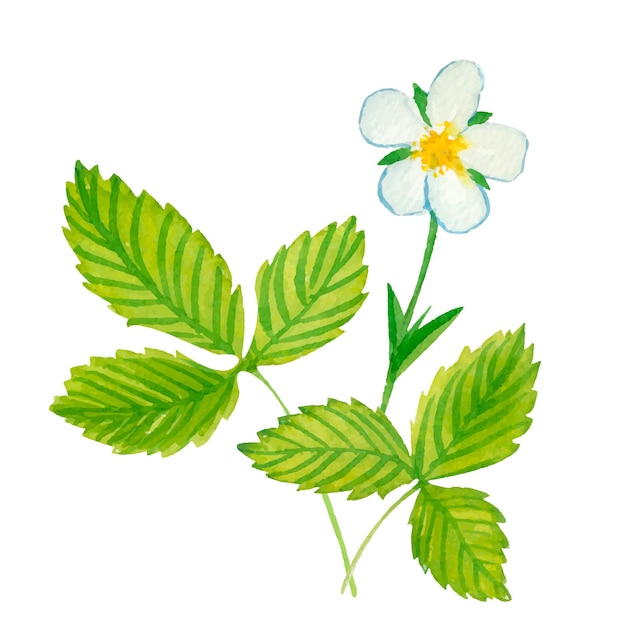 Вектор watercolor strawberry leaf with white vector background