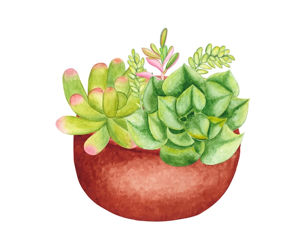 Watercolor Succulent Clipart Set, Beautifully Arranged Hand-drawn Colorful Succulent Plants