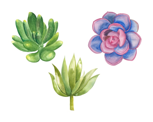 Vector watercolor succulent clipart set, hand drawn colorful succulent plants illustration