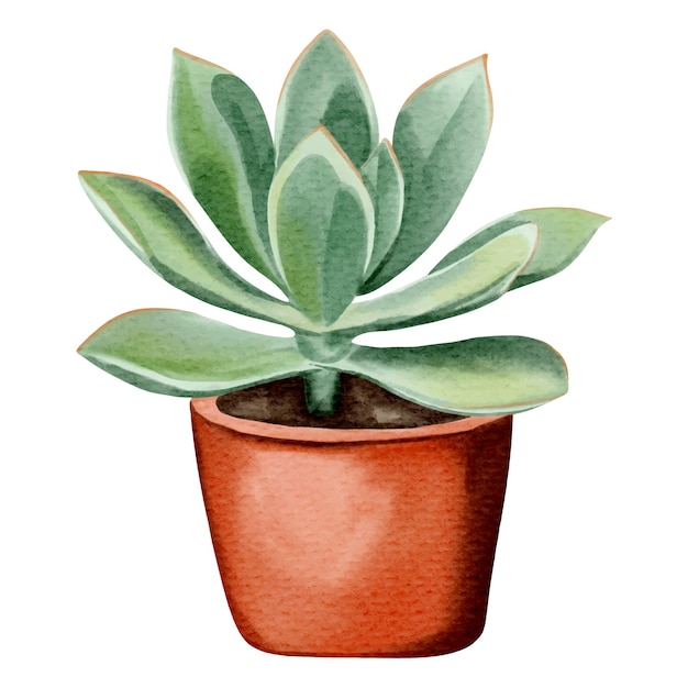 Vector watercolor succulent plant in pot watercolor flower pot isolated on white
