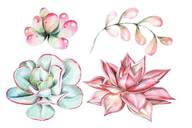 Watercolor succulents echeveriaBotanical paintingWatercolor cactus