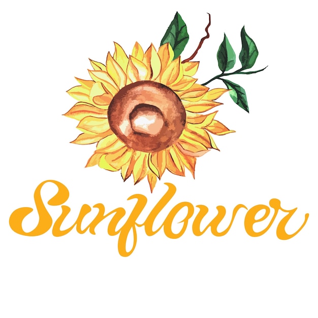 watercolor sunflower with green leaves on white background with handwritten inscription SUNFLOWER